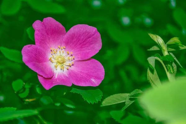 Delicadas flores de jardín de rosas silvestres — Foto de Stock