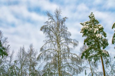  Karla kaplı ağaçlarla donuk kış ormanı.