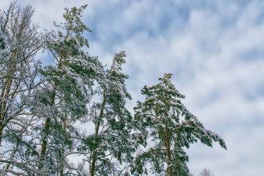  Karla kaplı ağaçlarla donuk kış ormanı.