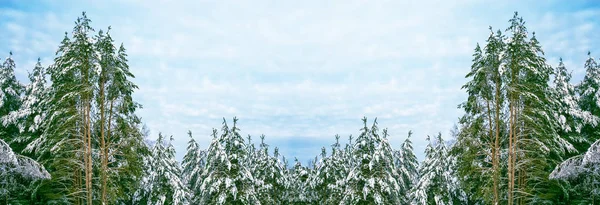 Floresta de inverno congelada com árvores cobertas de neve. — Fotografia de Stock