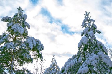  Karla kaplı ağaçlarla donuk kış ormanı.