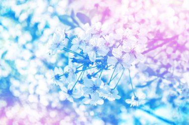 Çiçek açması şube elma. 