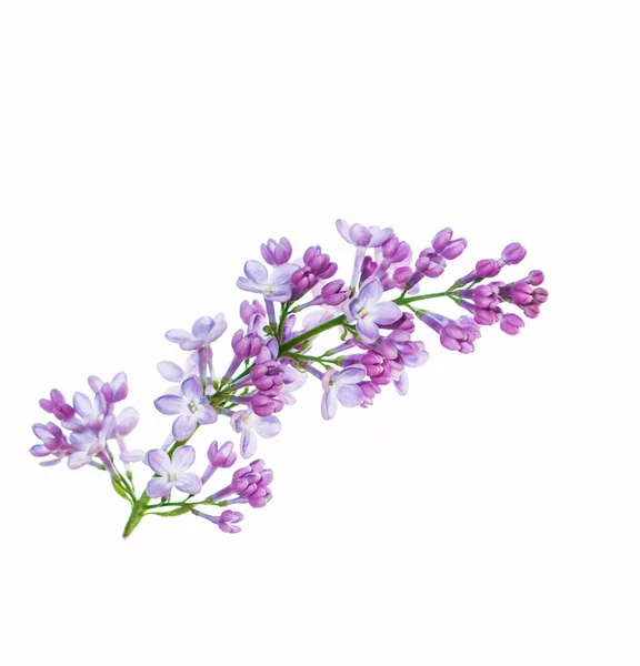 Frühlingsblumen Flieder — Stockfoto