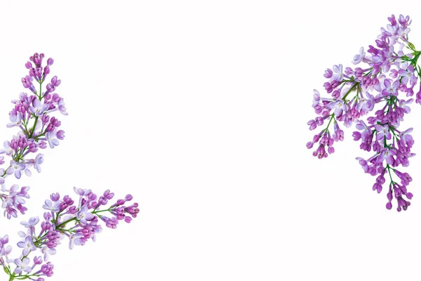 Frühlingsblumen Flieder — Stockfoto