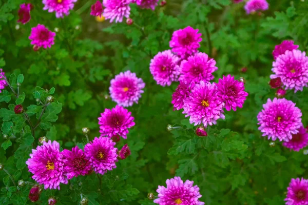 Coloridas flores de crisantemo sobre un fondo del lan de otoño —  Fotos de Stock