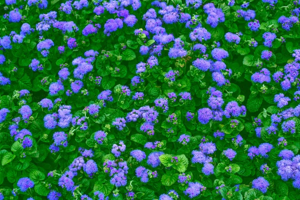 Weiße helle Gänseblümchenblümchen auf einem Hintergrund der Sommerlandschaft — Stockfoto