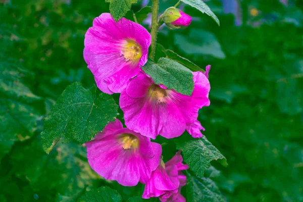 Ljusa blommor mallow — Stockfoto