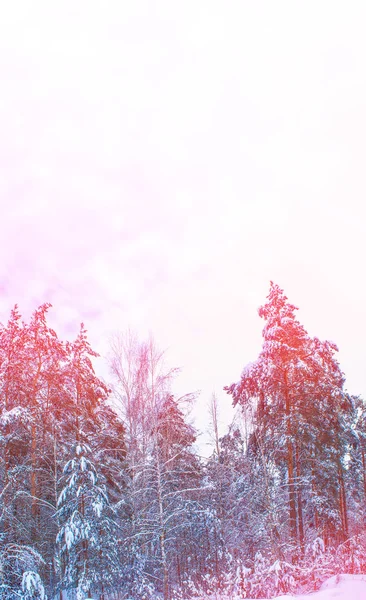 Fryst vinterskog med snötäckta träd. — Stockfoto