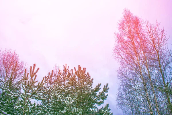 Floresta de inverno congelada com árvores cobertas de neve. — Fotografia de Stock