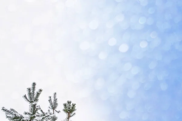 Foresta invernale ghiacciata con alberi innevati. — Foto Stock