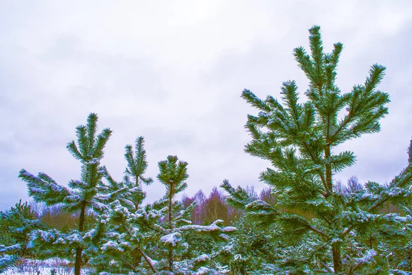 Fryst vinterskog med snötäckta träd. — Stockfoto