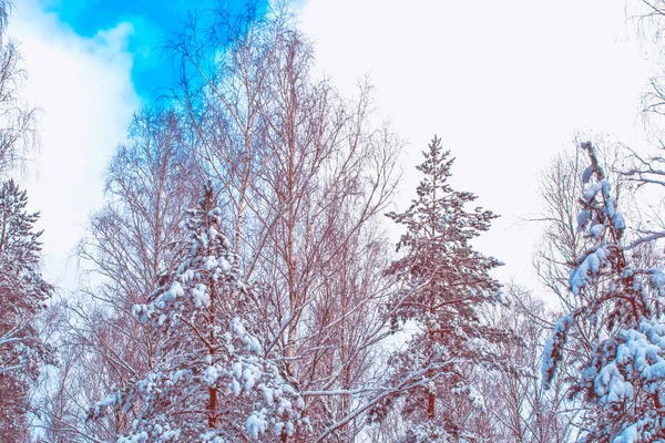 Κατεψυγμένα χειμερινά δάση με χιονισμένα δέντρα. — Φωτογραφία Αρχείου