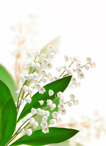 Liljekonvalj blommor på vit bakgrund — Stockfoto