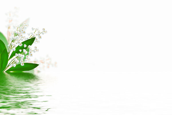 Lily of the valley flower on white background