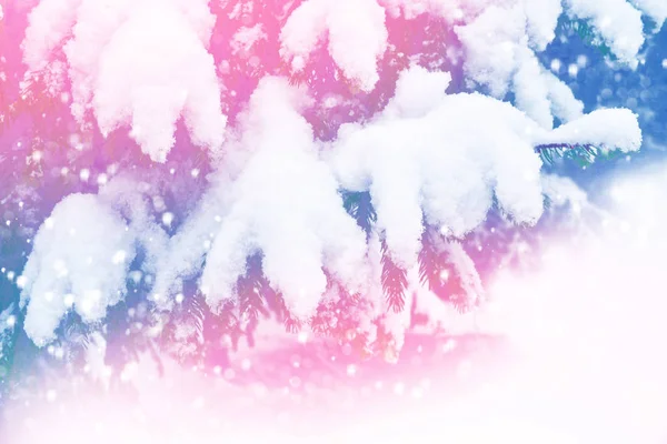Frossen vinterskov med snedækkede træer. - Stock-foto