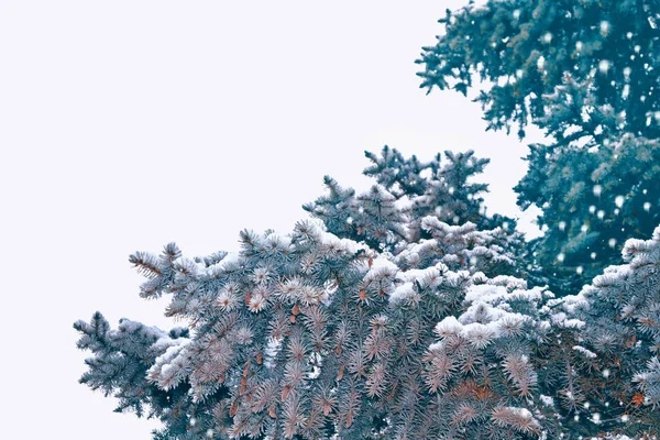 Floresta de inverno congelada com árvores cobertas de neve. — Fotografia de Stock