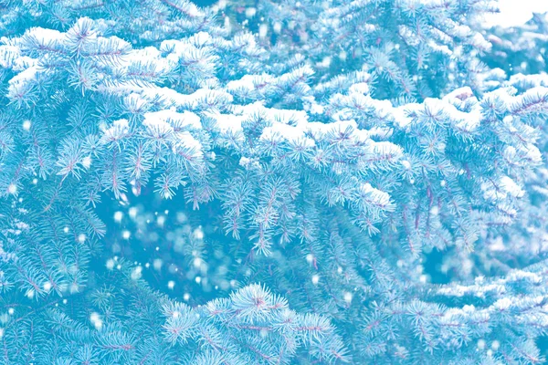 Floresta de inverno congelada com árvores cobertas de neve. — Fotografia de Stock