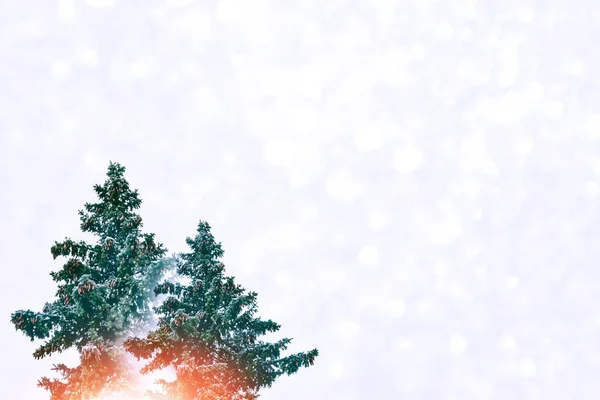 Fagyasztott téli erdő havas fákkal. — Stock Fotó