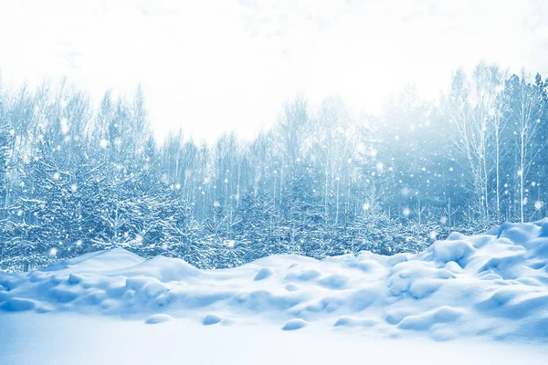 Gefrorener Winterwald mit schneebedeckten Bäumen. — Stockfoto