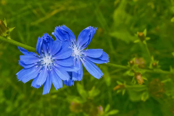 Ljusa blommor cikoria — Stockfoto