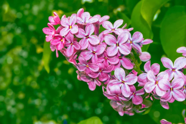 Bright and colorful flowers lilac — Stock Photo, Image