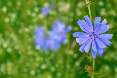 Parlak çiçek hindiba 