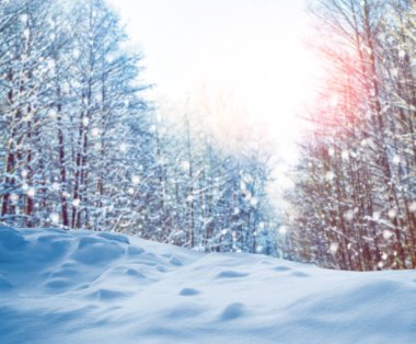  Karla kaplı ağaçlarla donuk kış ormanı.