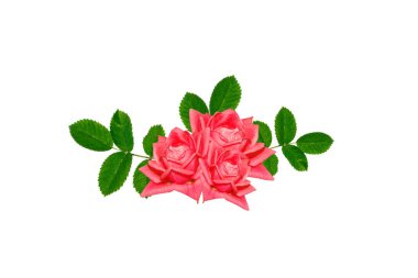 Çiçek tomurcuk gül beyaz bir arka plan üzerinde