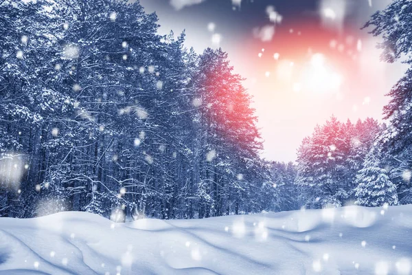 Frossen vinterskog med snødekte trær. – stockfoto