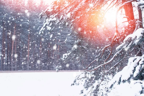 Gefrorener Winterwald mit schneebedeckten Bäumen. — Stockfoto