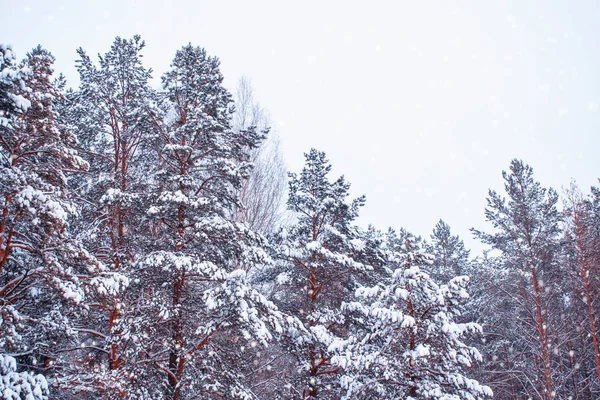 Floresta de inverno congelada com árvores cobertas de neve. — Fotografia de Stock