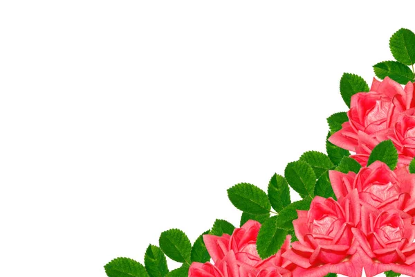 Flor broto rosas em um fundo branco — Fotografia de Stock