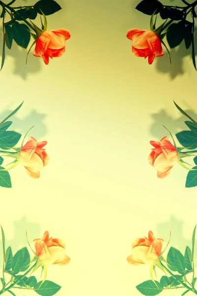 Parlak renkli çiçek gül — Stok fotoğraf