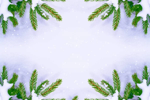 圣诞节雪覆盖的树的树枝 — 图库照片