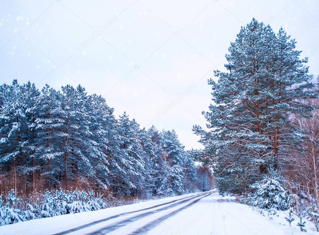 Road in the forest.