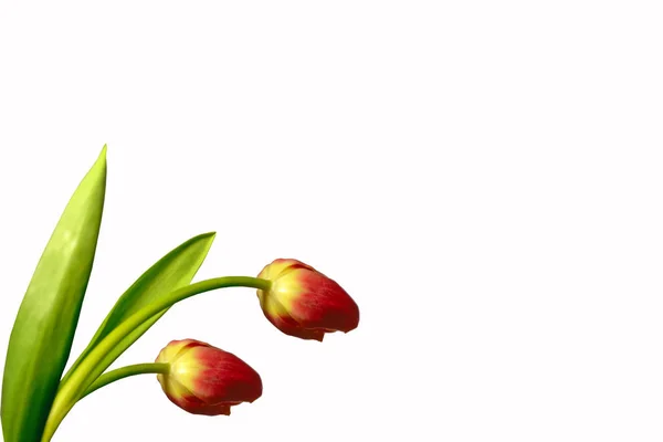 Lente kleurrijke bloemen tulpen — Stockfoto