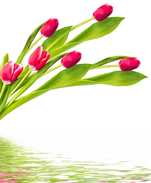 Spring colorful flowers tulips — Stock Photo, Image