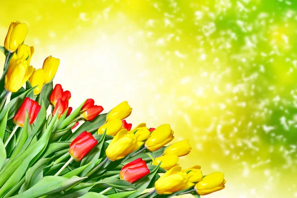 明亮的多彩春天的花朵 — 图库照片