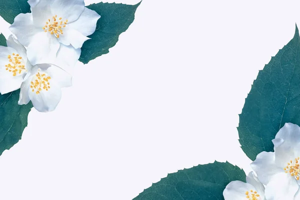 Branch of jasmine flowers isolated on white background. — Stock Photo, Image