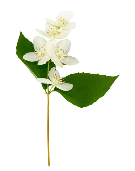 Tak van jasmijn bloemen geïsoleerd op witte achtergrond. — Stockfoto