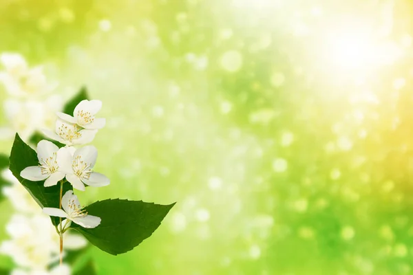 Weißer Jasmin der Zweig zarte Frühlingsblumen — Stockfoto