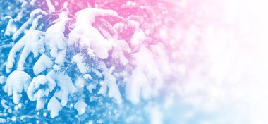  Karla kaplı ağaçlarla donuk kış ormanı.