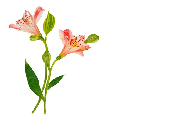 Luminosi fiori di alstroemeria isolati su sfondo bianco . — Foto Stock