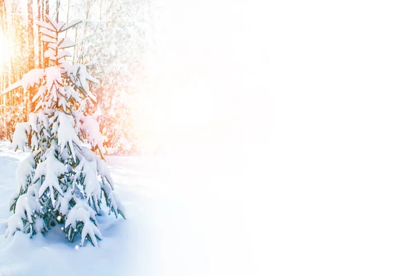 Bevroren winterbos met besneeuwde bomen. — Stockfoto