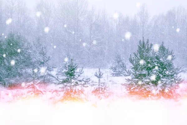 Jäädytetyt talvimetsät ja lumipeitteiset puut. — kuvapankkivalokuva