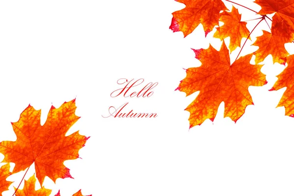 Hojas de otoño de colores brillantes — Foto de Stock