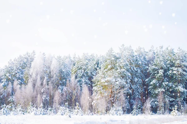 Frozen winter forest with snow covered trees. — Stock Photo, Image