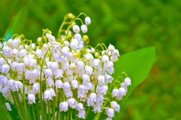 Voorjaarslandschap. bloemen lelie van de vallei — Stockfoto