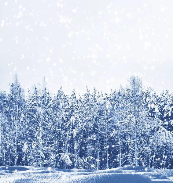 Frozen winter forest with snow covered trees. — Stock Photo, Image