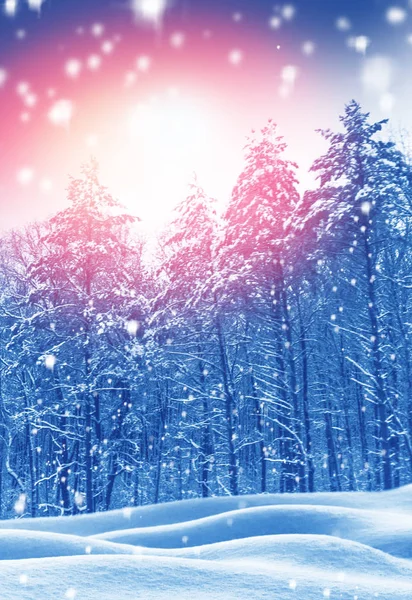 Fryst vinterskog med snötäckta träd. — Stockfoto
